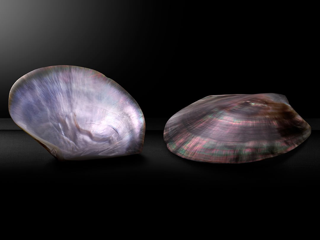 Mother of pearl material used in some Tissot watches, making each watch unique.